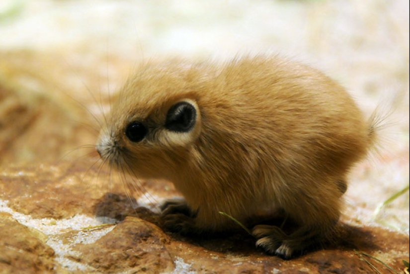 Cachorros de animales raros que apenas has visto Cachorros de animales raros que apenas has visto