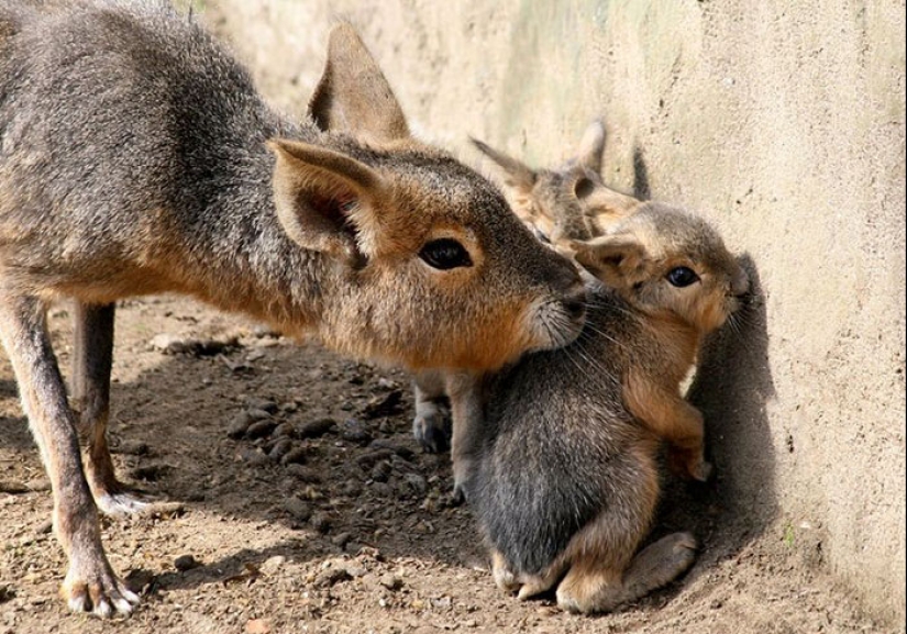 Cachorros de animales raros que apenas has visto Cachorros de animales raros que apenas has visto