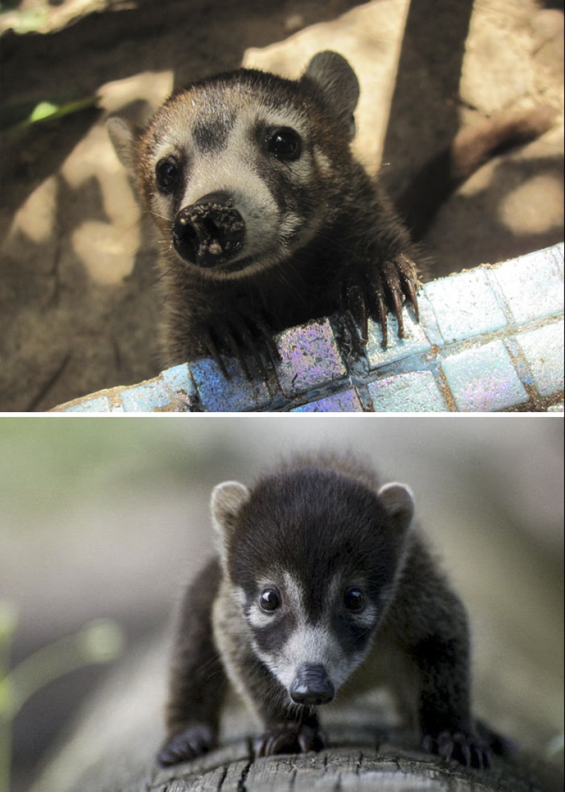 Cachorros de animales raros que apenas has visto Cachorros de animales raros que apenas has visto