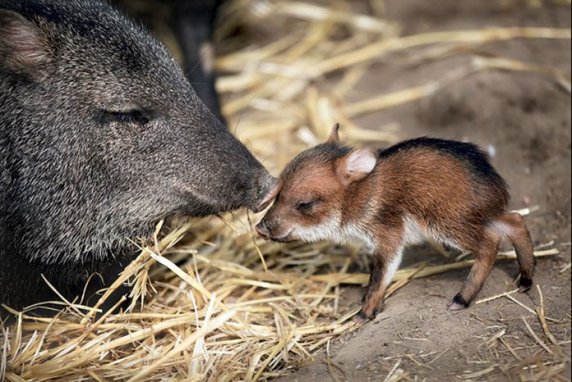 Cachorros de animales raros que apenas has visto Cachorros de animales raros que apenas has visto