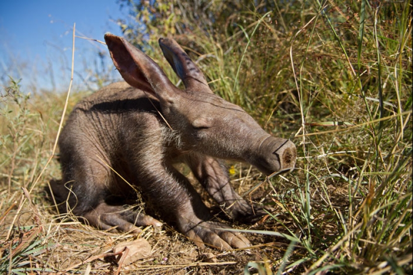 Cachorros de animales raros que apenas has visto Cachorros de animales raros que apenas has visto