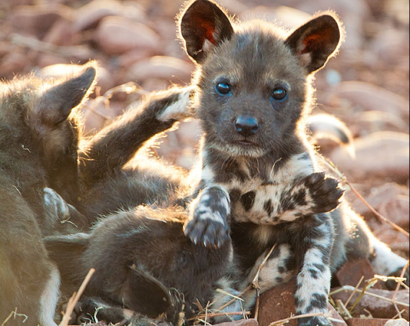 Cachorros de animales raros que apenas has visto Cachorros de animales raros que apenas has visto