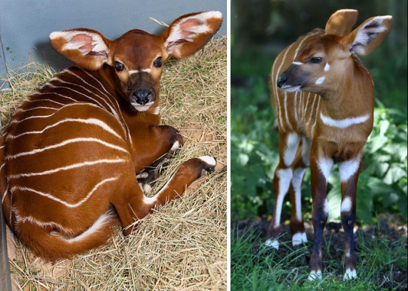 Cachorros de animales raros que apenas has visto Cachorros de animales raros que apenas has visto
