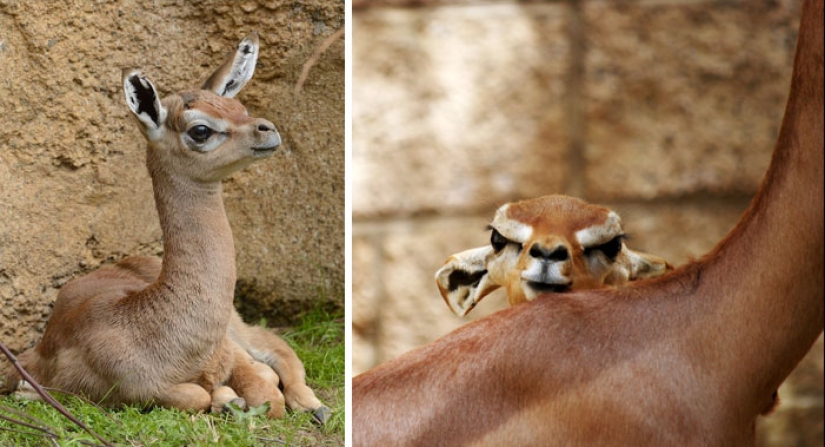 Cachorros de animales raros que apenas has visto Cachorros de animales raros que apenas has visto