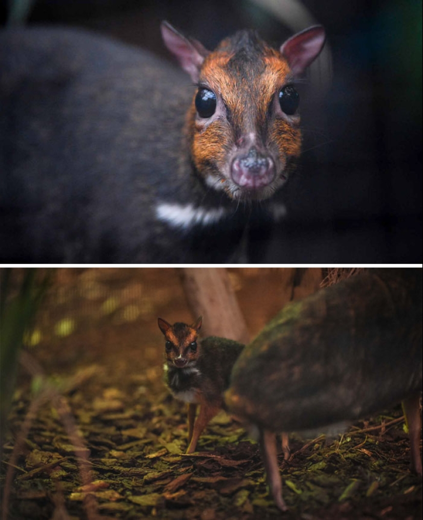 Cachorros de animales raros que apenas has visto Cachorros de animales raros que apenas has visto