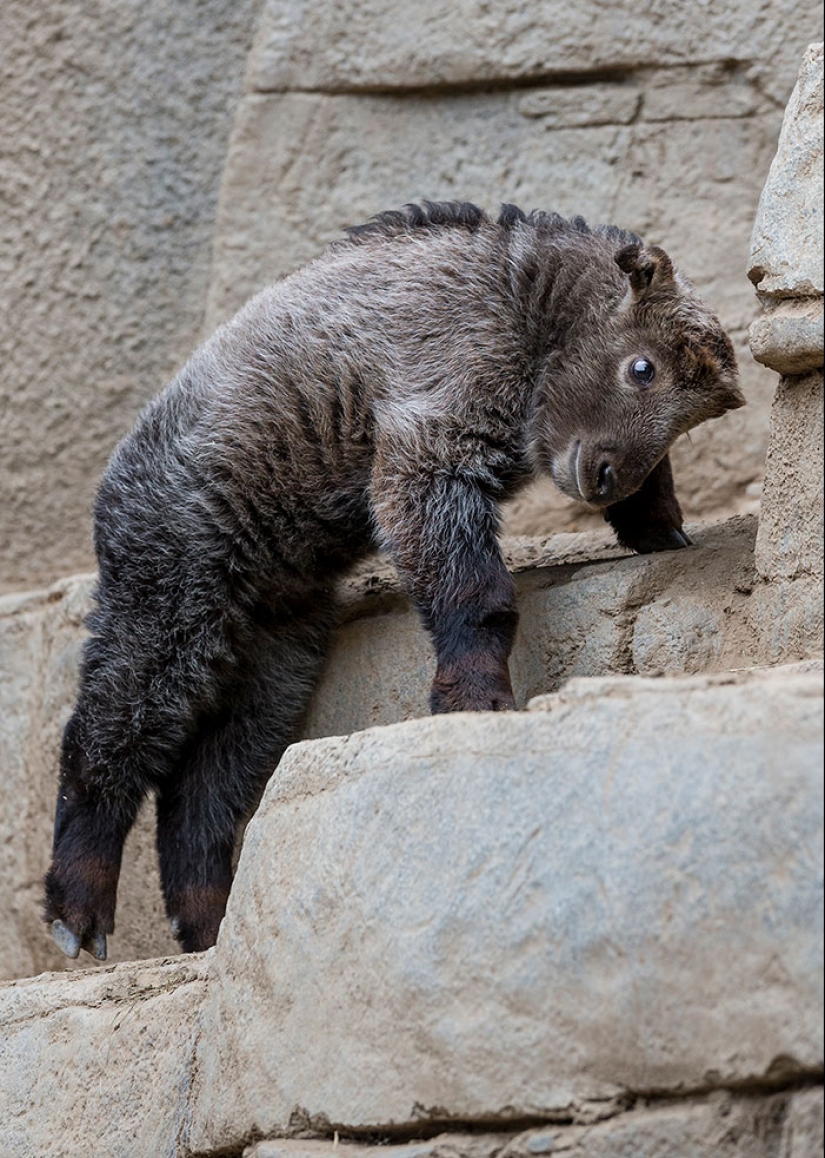 Cachorros de animales raros que apenas has visto Cachorros de animales raros que apenas has visto