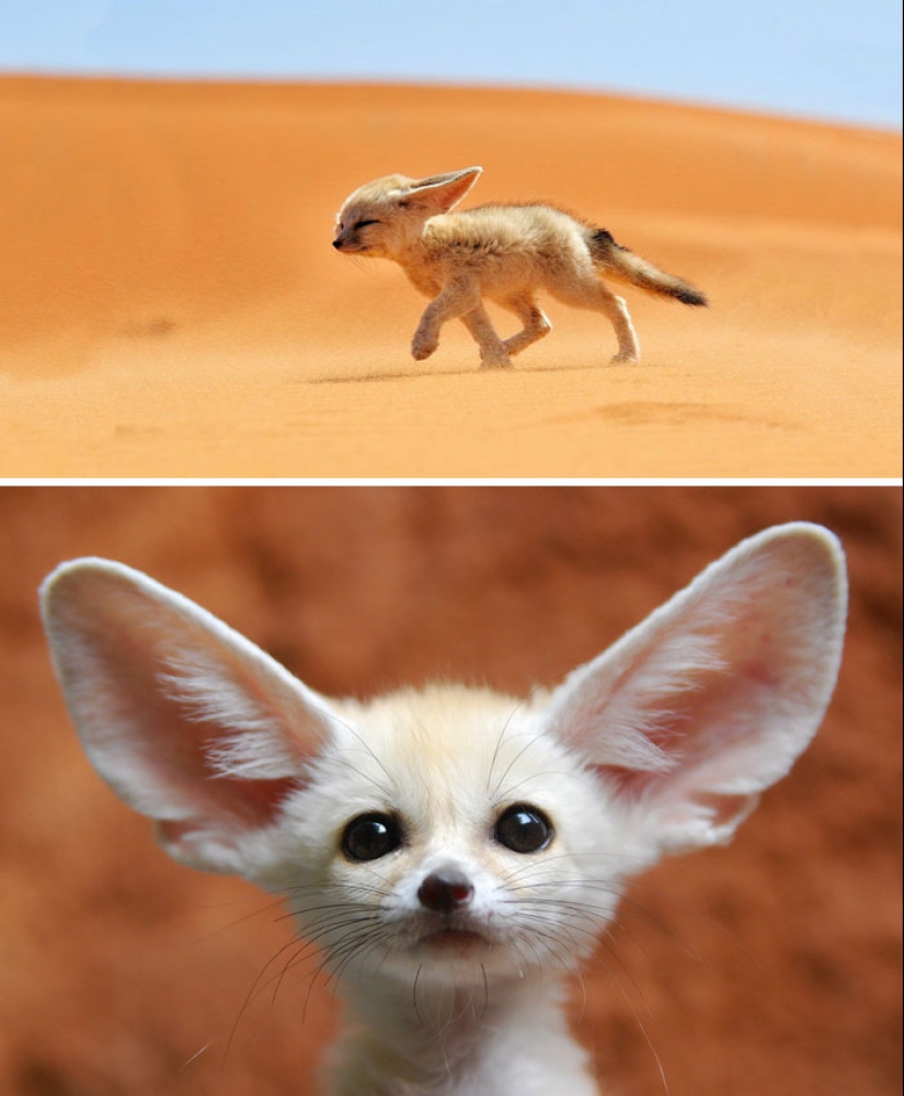 Cachorros de animales raros que apenas has visto Cachorros de animales raros que apenas has visto