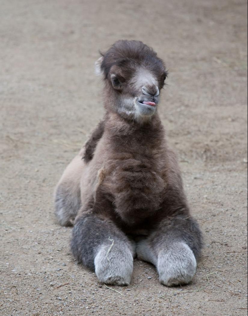 Cachorros de animales raros que apenas has visto Cachorros de animales raros que apenas has visto