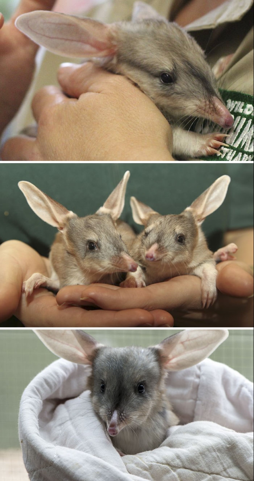 Cachorros de animales raros que apenas has visto Cachorros de animales raros que apenas has visto