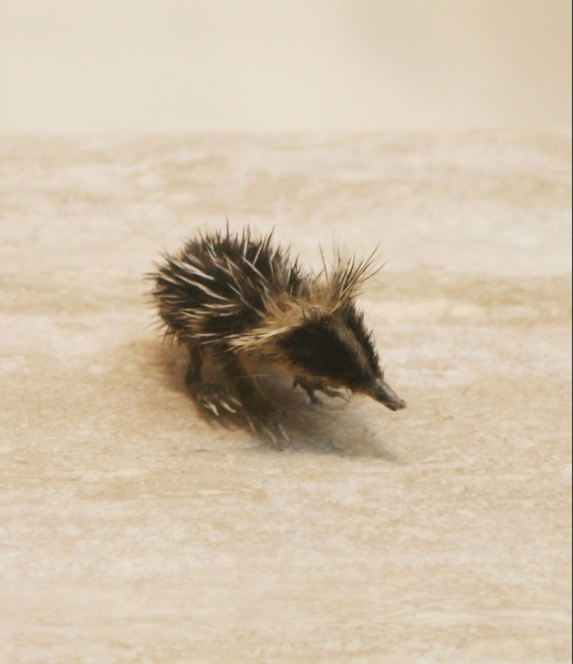 Cachorros de animales raros que apenas has visto Cachorros de animales raros que apenas has visto