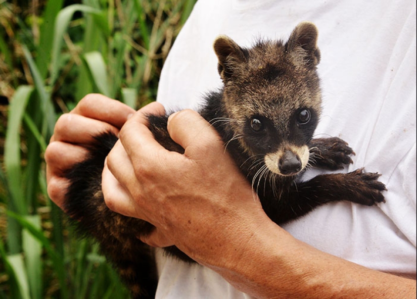 Cachorros de animales raros que apenas has visto Cachorros de animales raros que apenas has visto