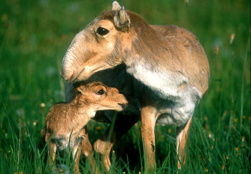 Cachorros de animales raros que apenas has visto Cachorros de animales raros que apenas has visto