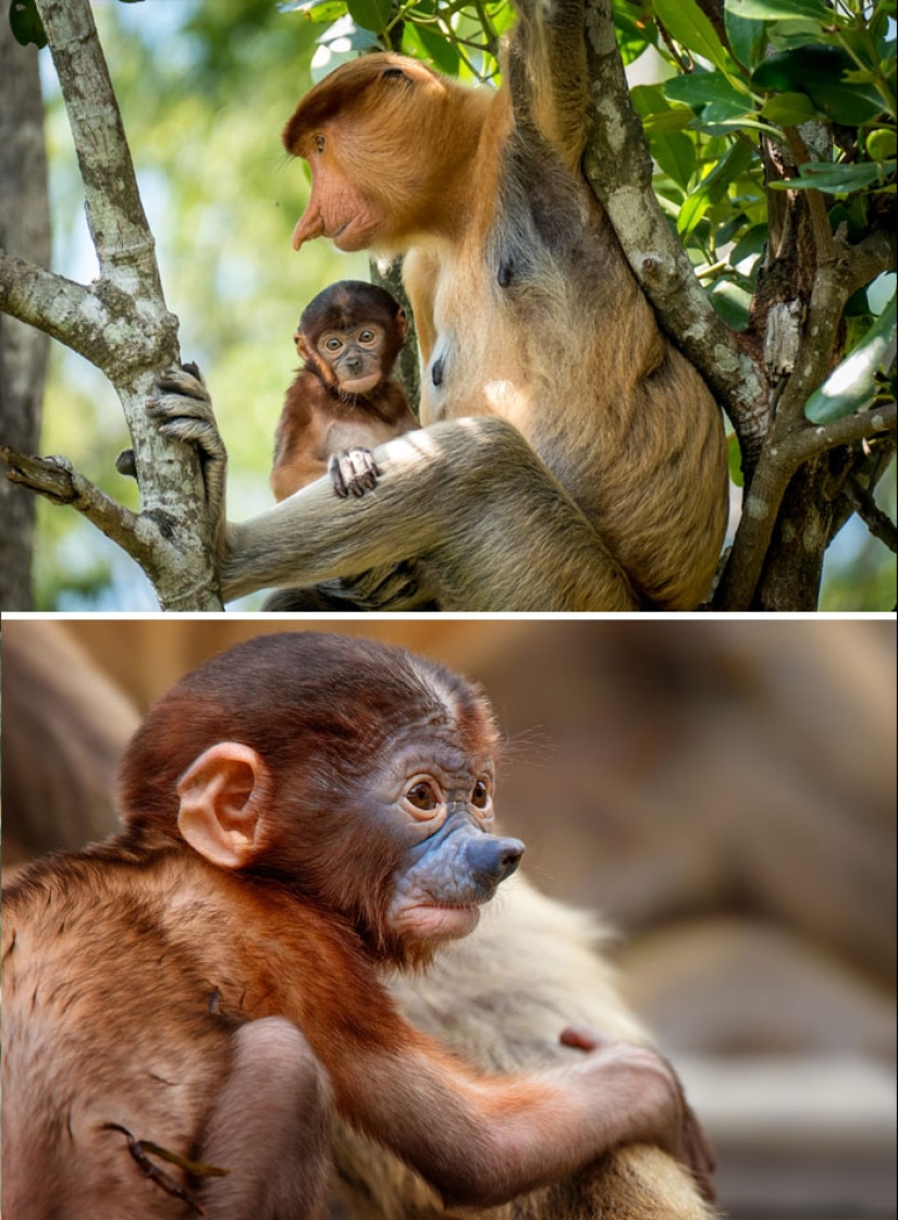 Cachorros de animales raros que apenas has visto Cachorros de animales raros que apenas has visto
