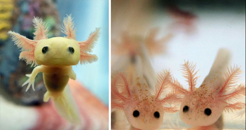 Cachorros de animales raros que apenas has visto Cachorros de animales raros que apenas has visto