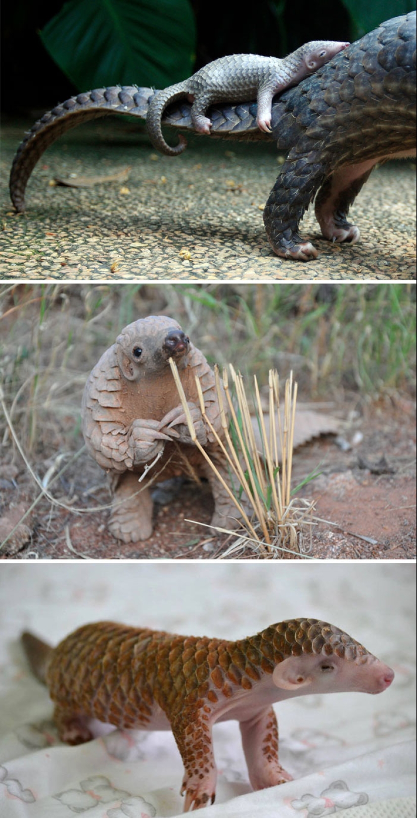 Cachorros de animales raros que apenas has visto Cachorros de animales raros que apenas has visto