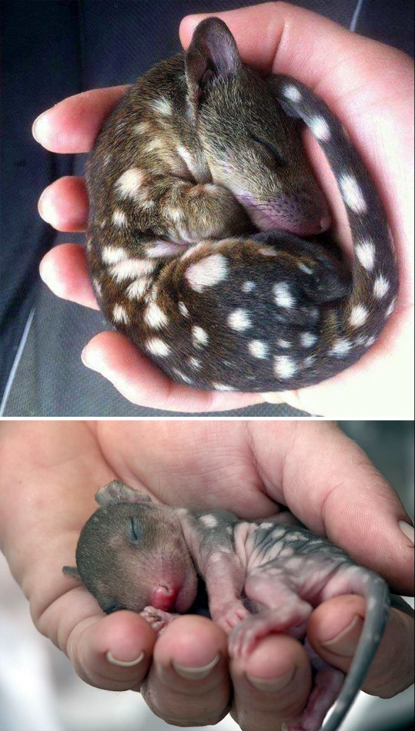 Cachorros de animales raros que apenas has visto Cachorros de animales raros que apenas has visto