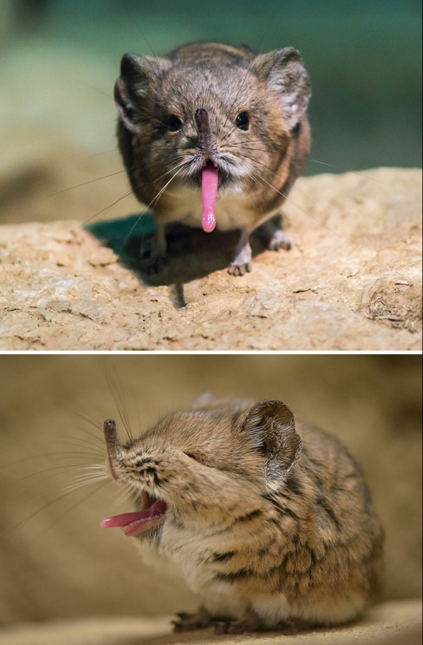 Cachorros de animales raros que apenas has visto Cachorros de animales raros que apenas has visto
