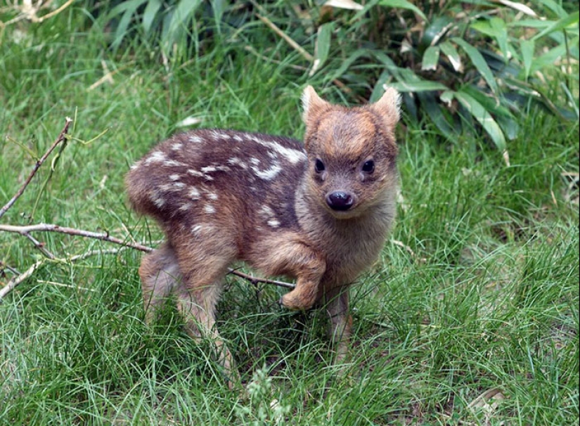 Cachorros de animales raros que apenas has visto Cachorros de animales raros que apenas has visto