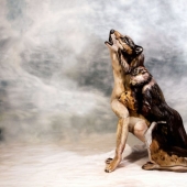 Can you find three naked women in this wolf photo? Can you find three naked women in this wolf photo?