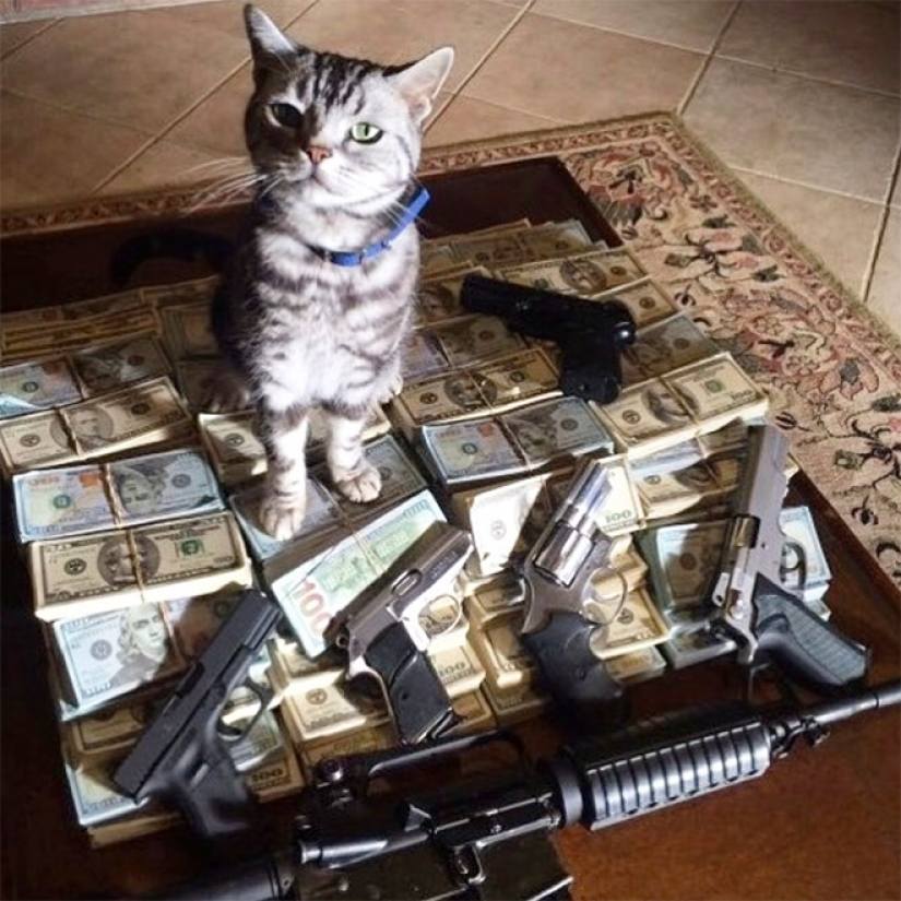 Cards, money, two barrel: 20 gangsteritto photos from instagram Cards, money, two barrel: 20 gangsteritto photos from instagram