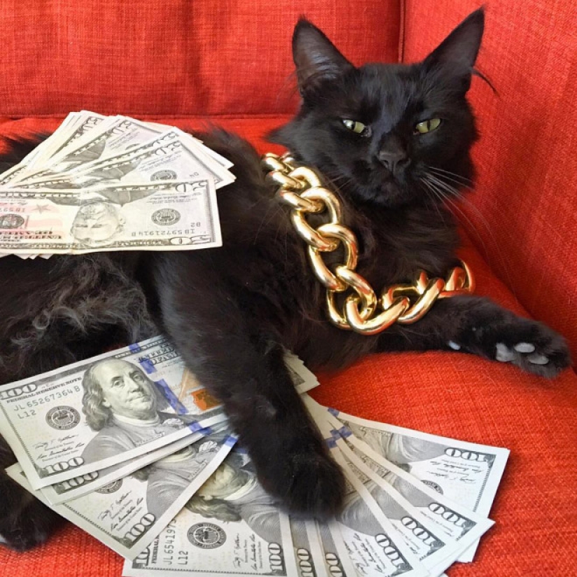 Cards, money, two barrel: 20 gangsteritto photos from instagram Cards, money, two barrel: 20 gangsteritto photos from instagram