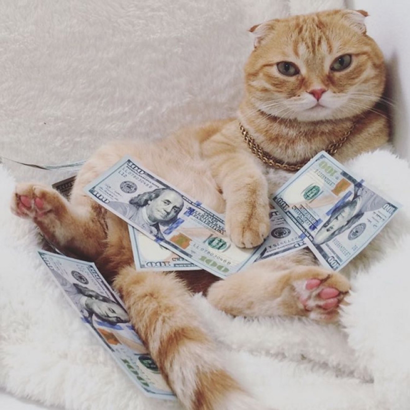 Cards, money, two barrel: 20 gangsteritto photos from instagram Cards, money, two barrel: 20 gangsteritto photos from instagram