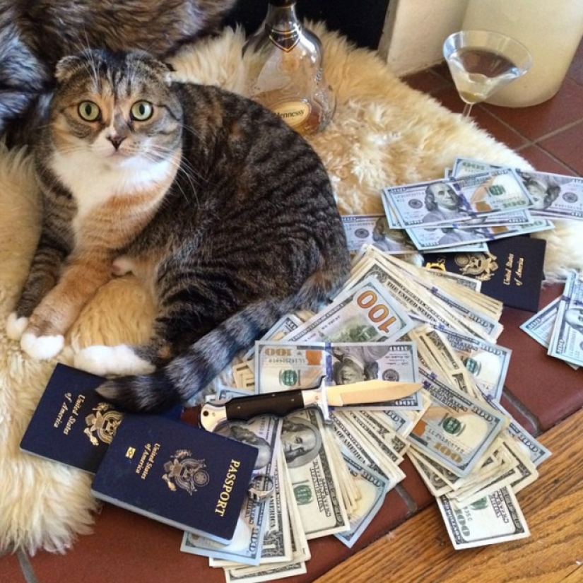 Cards, money, two barrel: 20 gangsteritto photos from instagram Cards, money, two barrel: 20 gangsteritto photos from instagram