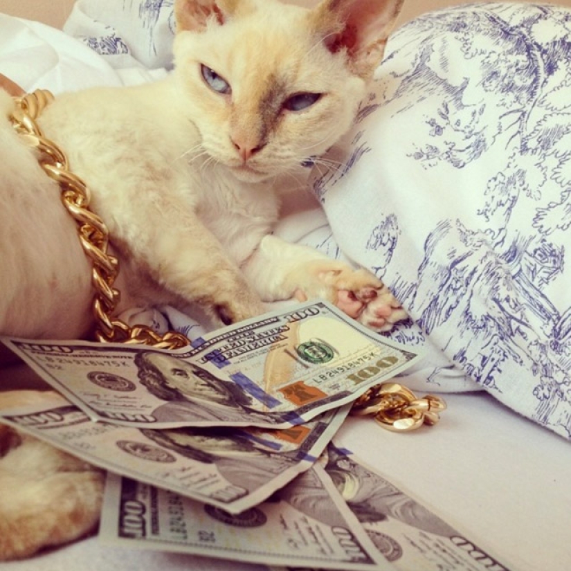 Cards, money, two barrel: 20 gangsteritto photos from instagram Cards, money, two barrel: 20 gangsteritto photos from instagram
