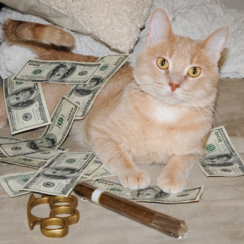 Cards, money, two barrel: 20 gangsteritto photos from instagram Cards, money, two barrel: 20 gangsteritto photos from instagram