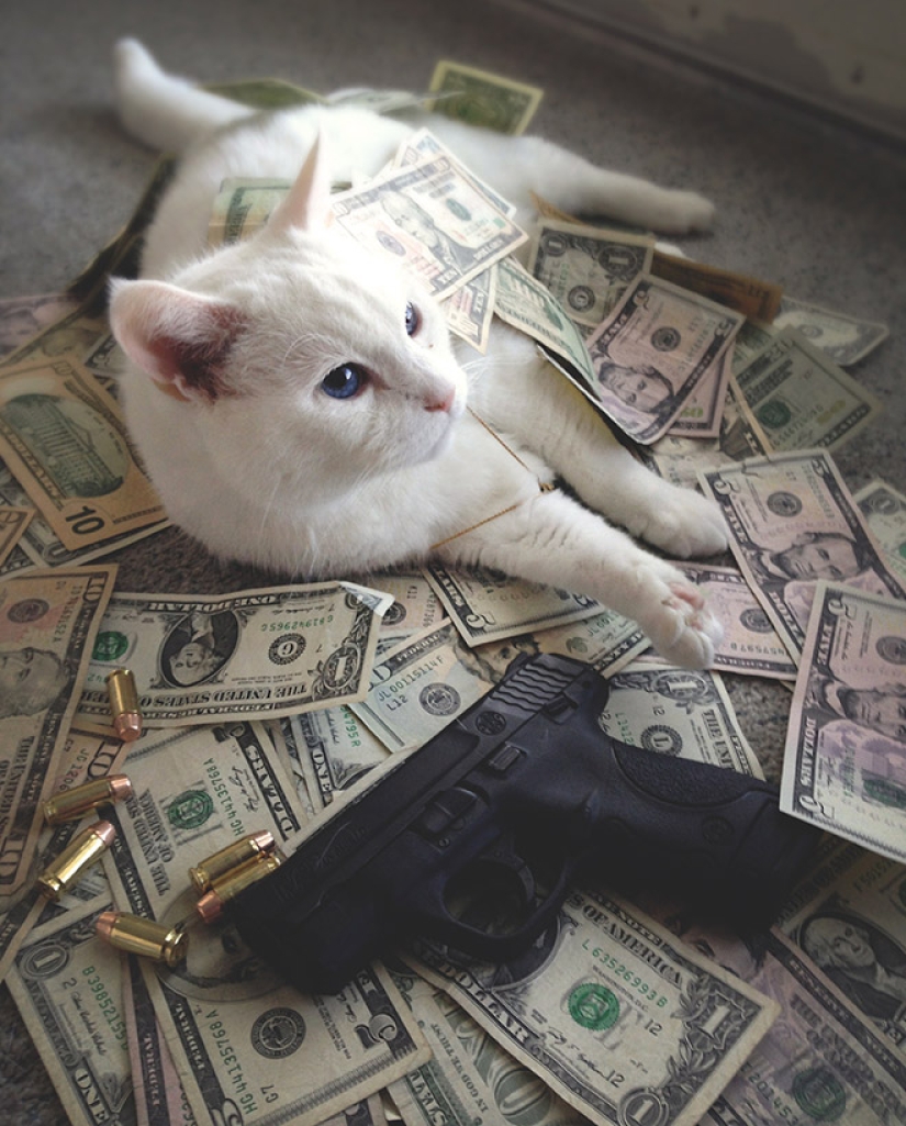 Cards, money, two barrel: 20 gangsteritto photos from instagram Cards, money, two barrel: 20 gangsteritto photos from instagram