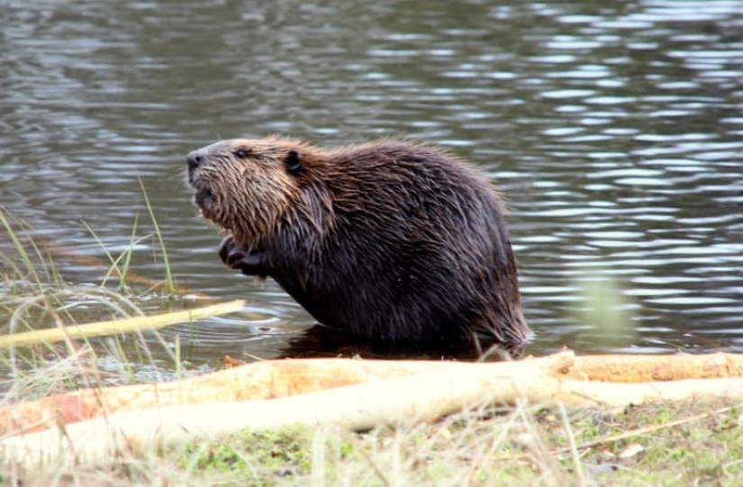 Castor y castor, sujetador y sujetador y otros conceptos que muchas personas confunden entre sí Castor y castor, sujetador y sujetador y otros conceptos que muchas personas confunden entre sí