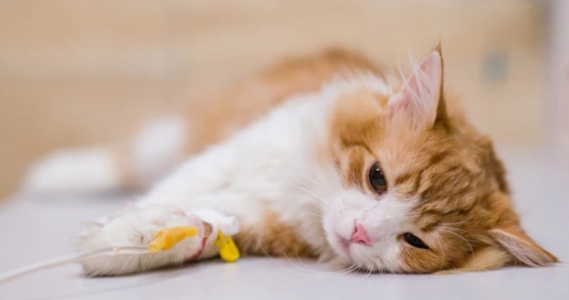 Cats have their own AIDS, which is called VIC Cats have their own AIDS, which is called VIC