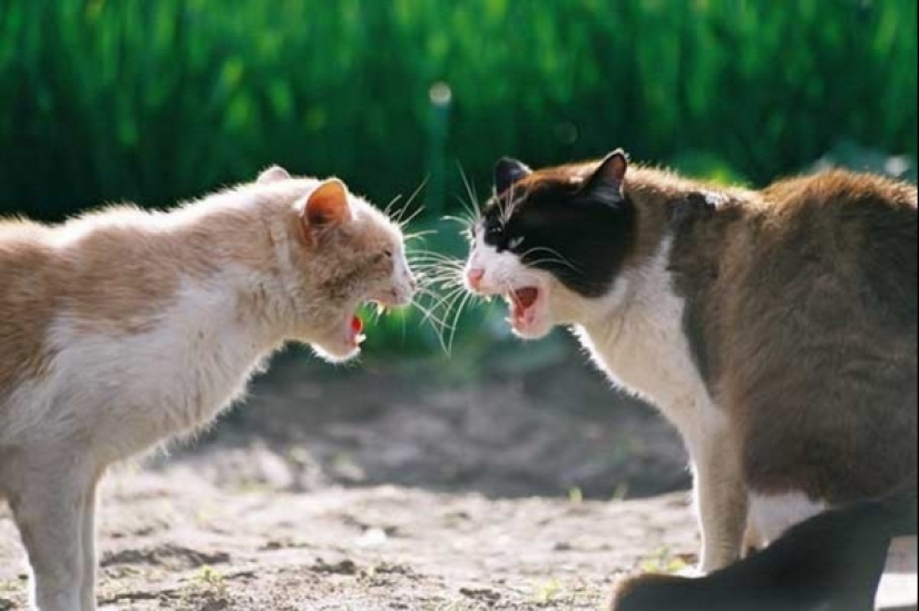Cats have their own AIDS, which is called VIC Cats have their own AIDS, which is called VIC