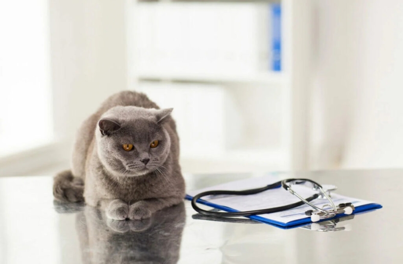 Cats have their own AIDS, which is called VIC Cats have their own AIDS, which is called VIC