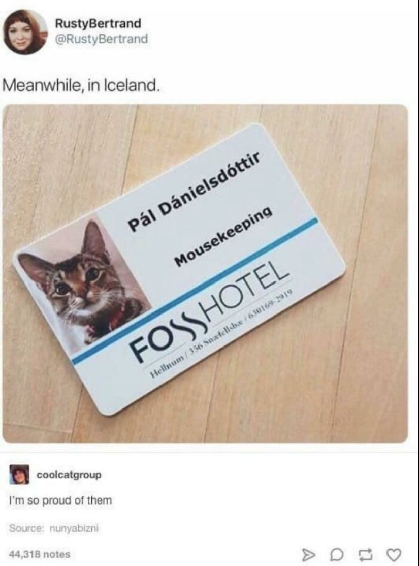 “Cats With Jobs”: 10 Hardworking Cats Who Deserve A Day Off