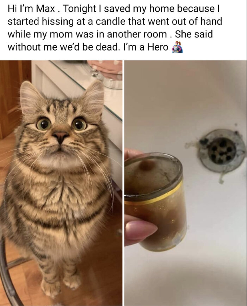 “Cats With Jobs”: 10 Hardworking Cats Who Deserve A Day Off