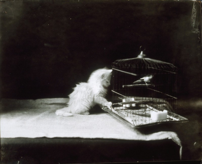 Charming vintage cats that will prove that cats have ruled the world at all times Charming vintage cats that will prove that cats have ruled the world at all times