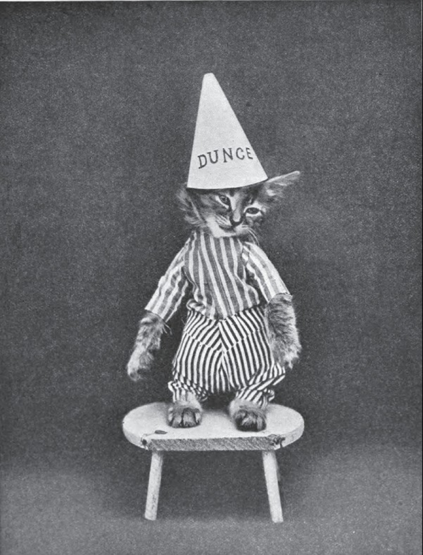Charming vintage cats that will prove that cats have ruled the world at all times Charming vintage cats that will prove that cats have ruled the world at all times