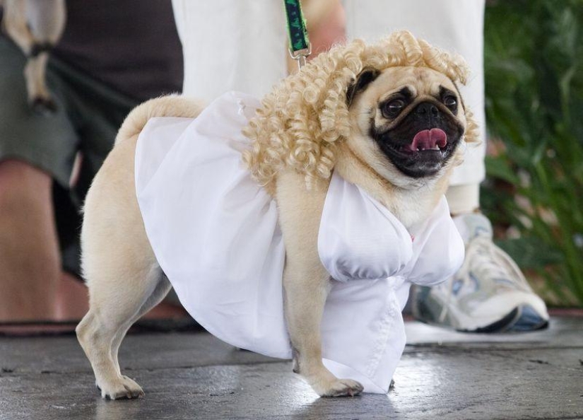 Cheerful pugs are masters of disguise Cheerful pugs are masters of disguise