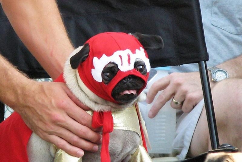 Cheerful pugs are masters of disguise Cheerful pugs are masters of disguise
