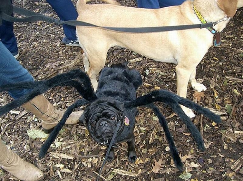 Cheerful pugs are masters of disguise Cheerful pugs are masters of disguise