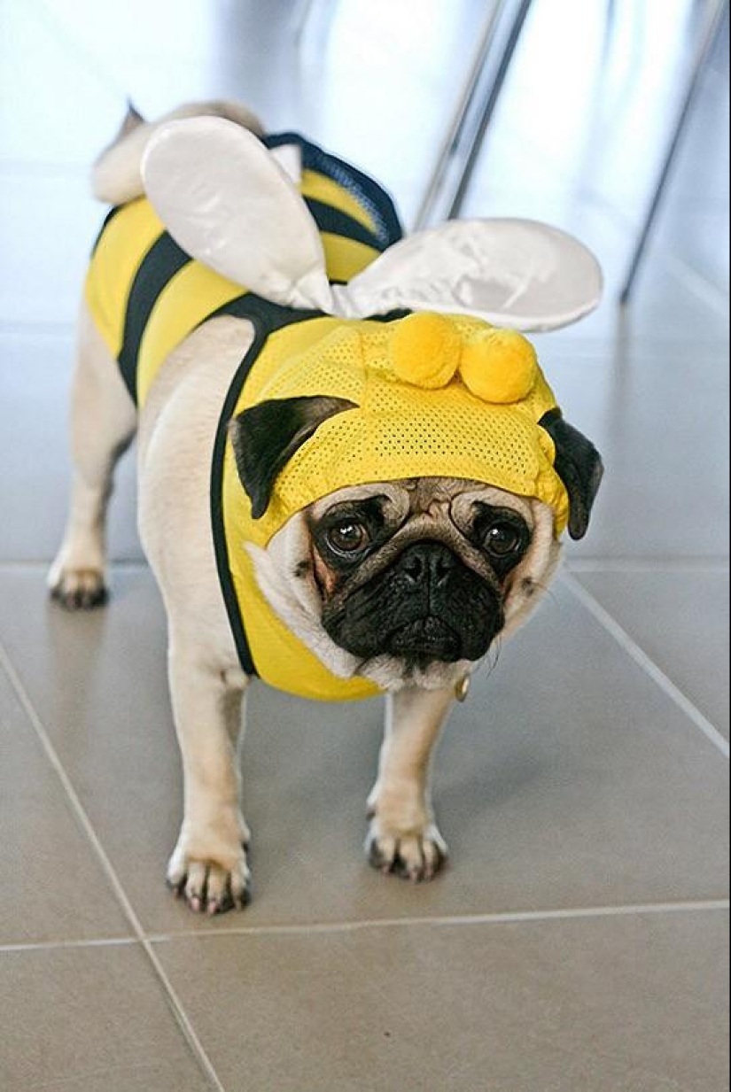 Cheerful pugs are masters of disguise Cheerful pugs are masters of disguise