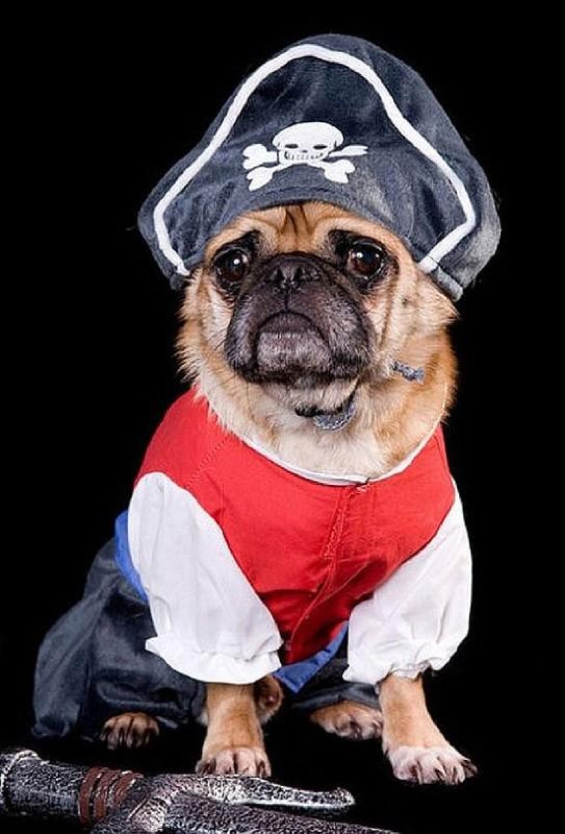 Cheerful pugs are masters of disguise Cheerful pugs are masters of disguise