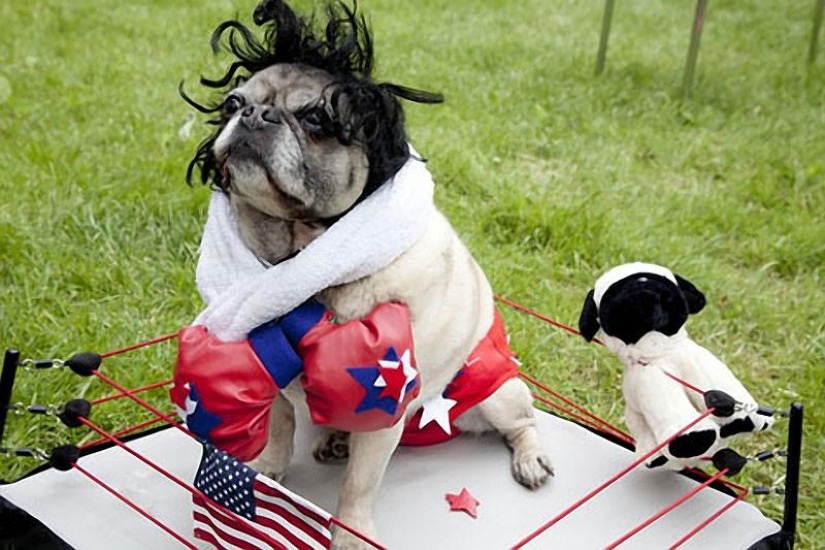 Cheerful pugs are masters of disguise Cheerful pugs are masters of disguise