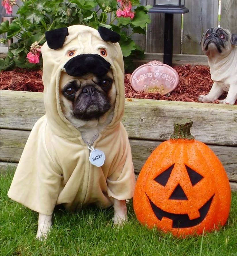 Cheerful pugs are masters of disguise Cheerful pugs are masters of disguise