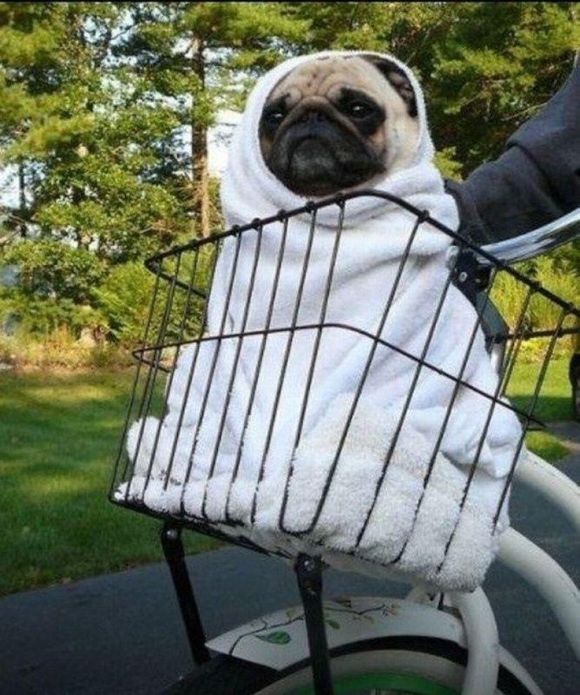 Cheerful pugs are masters of disguise Cheerful pugs are masters of disguise