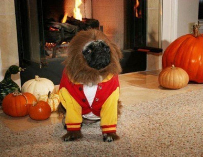 Cheerful pugs are masters of disguise Cheerful pugs are masters of disguise