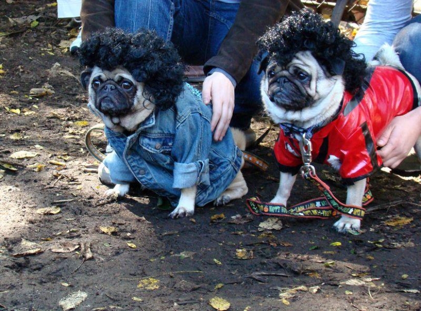 Cheerful pugs are masters of disguise Cheerful pugs are masters of disguise