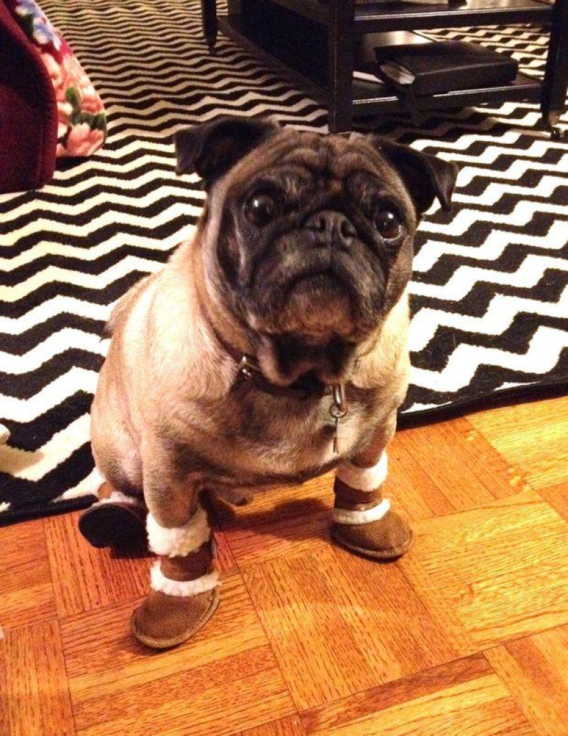 Cheerful pugs are masters of disguise Cheerful pugs are masters of disguise