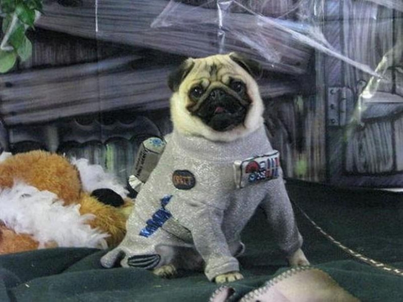 Cheerful pugs are masters of disguise Cheerful pugs are masters of disguise